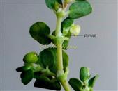  Stipules